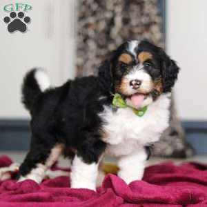Denver, Mini Bernedoodle Puppy